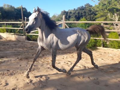 Stute Partbred-Araber