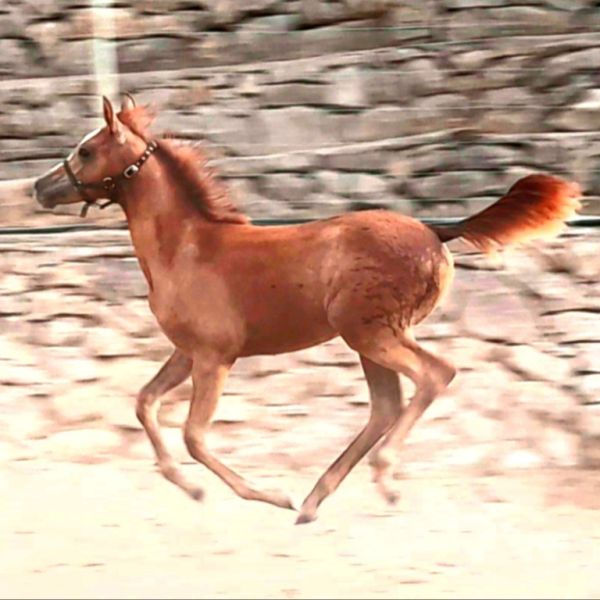 Stute Partbred-Araber