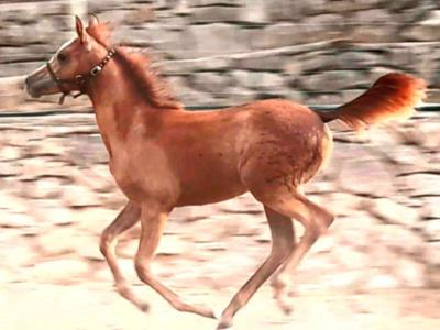 Stute Partbred-Araber