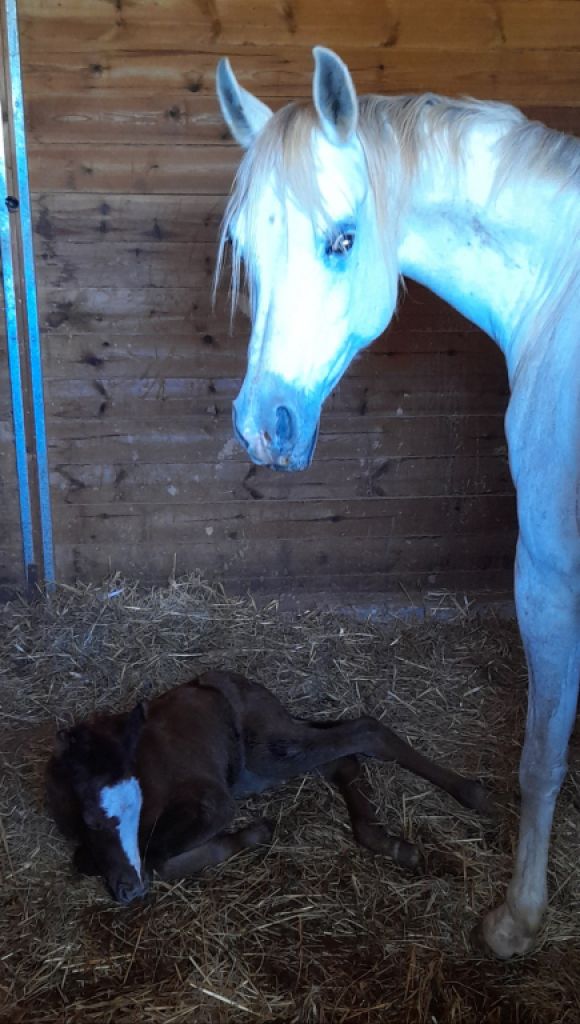 Stute Partbred-Araber