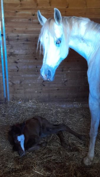 Stute Partbred-Araber