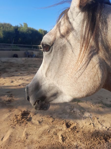 Stute Partbred-Araber