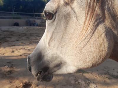 Stute Partbred-Araber