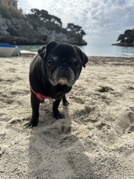 Looking for an apartment