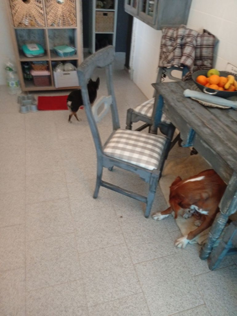 ‍ Tierbetreuung mit Herz‍