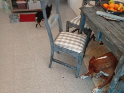 Cuidado de mascotas con corazón