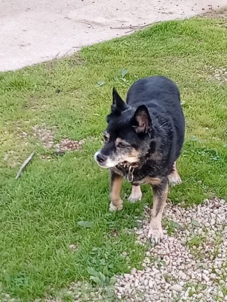 Cuidado de mascotas con corazón