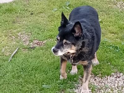 Cuidado de mascotas con corazón