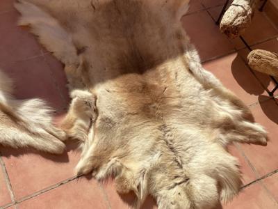 Tierfell, Echthaar, Rentierfell, Winterfell, Dekofell, Stuhlfell, Wanddeko, Holzbankauflage