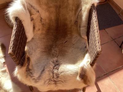 Tierfell, Echthaar, Rentierfell, Winterfell, Dekofell, Stuhlfell, Wanddeko, Holzbankauflage