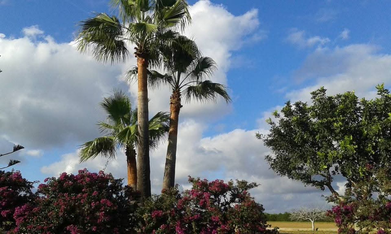 Top Finca zona Manacor Porto Cristo