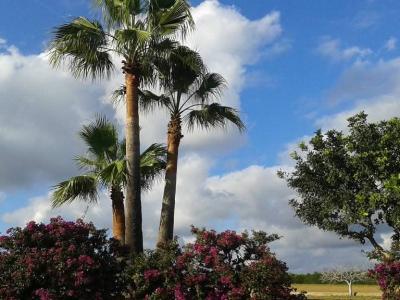 Top Finca zona Manacor Porto Cristo