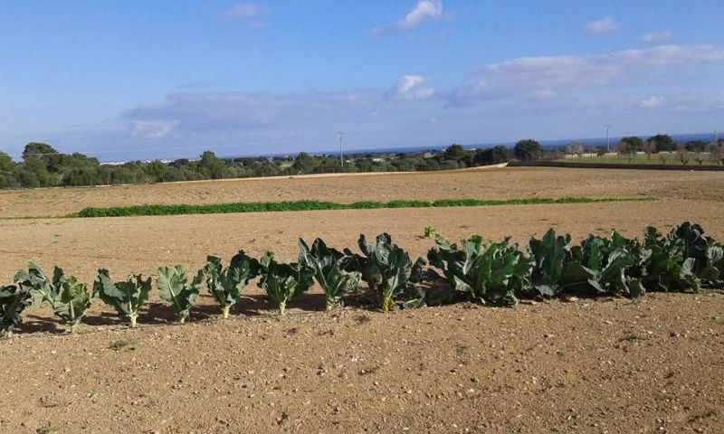Top Lage cerca te Porto Cristo schöne Finca zu Verkaufen