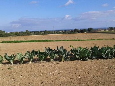Top Lage cerca te Porto Cristo schöne Finca zu Verkaufen