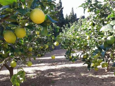 Top Lage cerca te Porto Cristo schöne Finca zu Verkaufen