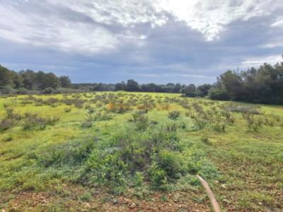 Excelente ubicación cerca de Cala sa Nou — finca para alquiler a largo plazo