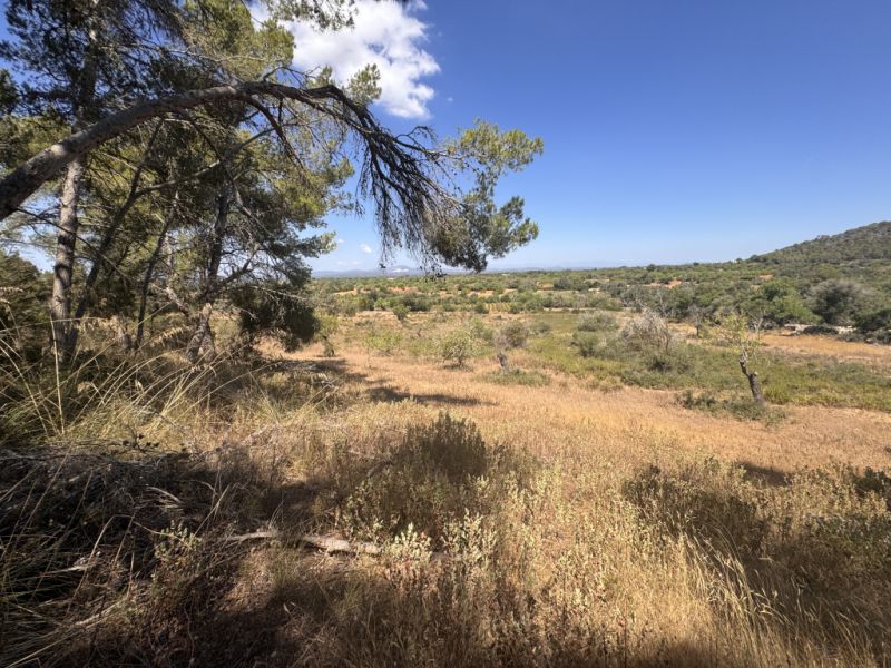 Traumgrundstück mit Basisprojekt inmitten der Natur bei Es Carrixto- Felanitx