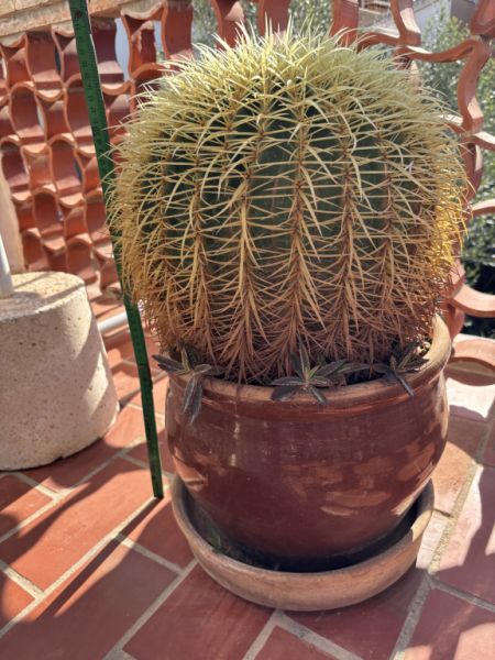 Vendo un cactus con maceta de barro