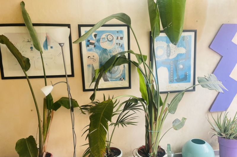 Varias plantas de interior y cuadros decorativos