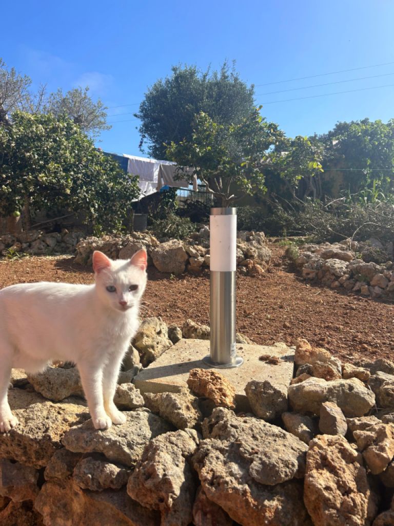 Villa con apartamento vacacional y estudio en alquiler en Porto Cristo