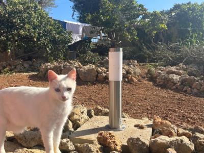 Villa con apartamento vacacional y estudio en alquiler en Porto Cristo