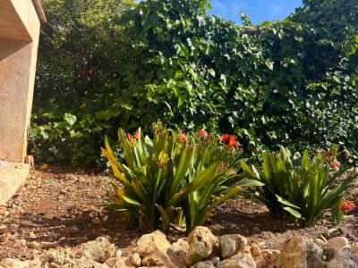 Villa con apartamento vacacional y estudio en alquiler en Porto Cristo