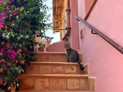 Villa con apartamento vacacional y estudio en alquiler en Porto Cristo