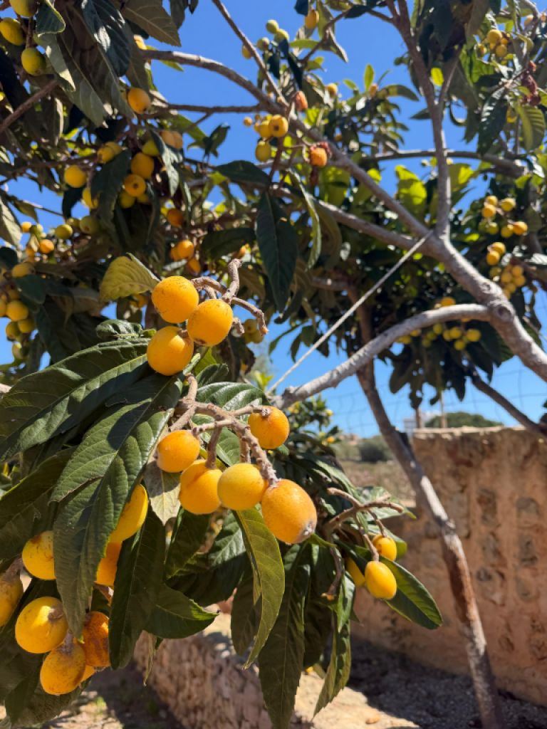 Villa con apartamento vacacional y estudio en alquiler en Porto Cristo