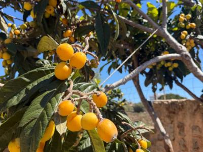 Villa con apartamento vacacional y estudio en alquiler en Porto Cristo