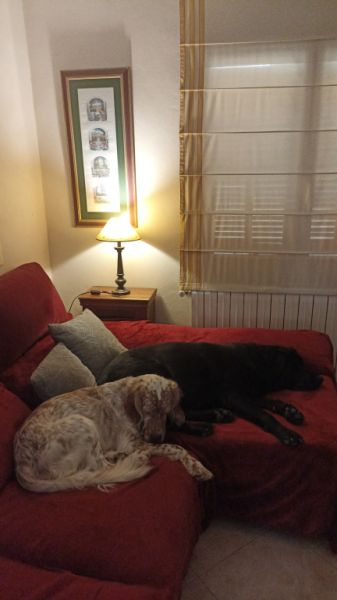 Se alquila habitación en una casa con una hermosa ubicación en las afueras de Campanet/Mallorca
