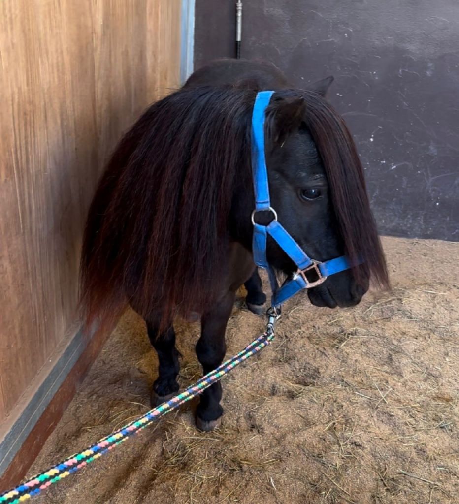 Wunderschöner Ponyhengst sucht neues Zuhause