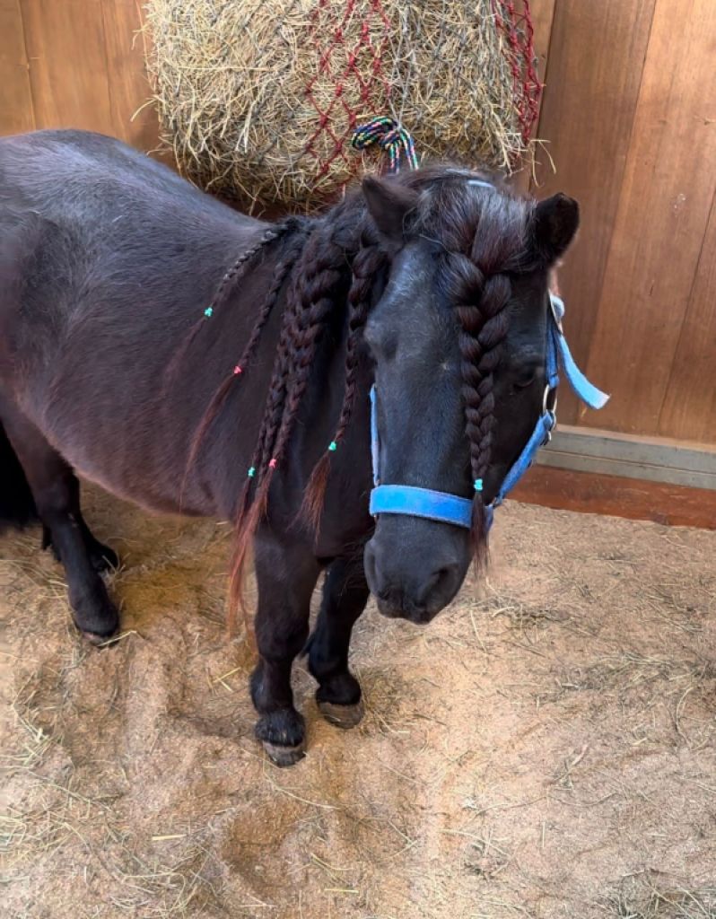 Wunderschöner Ponyhengst sucht neues Zuhause