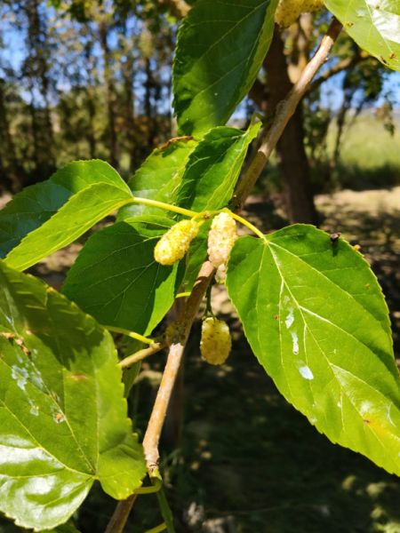 Lemons, loquats and mulberries