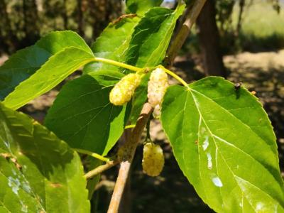 Lemons, loquats and mulberries