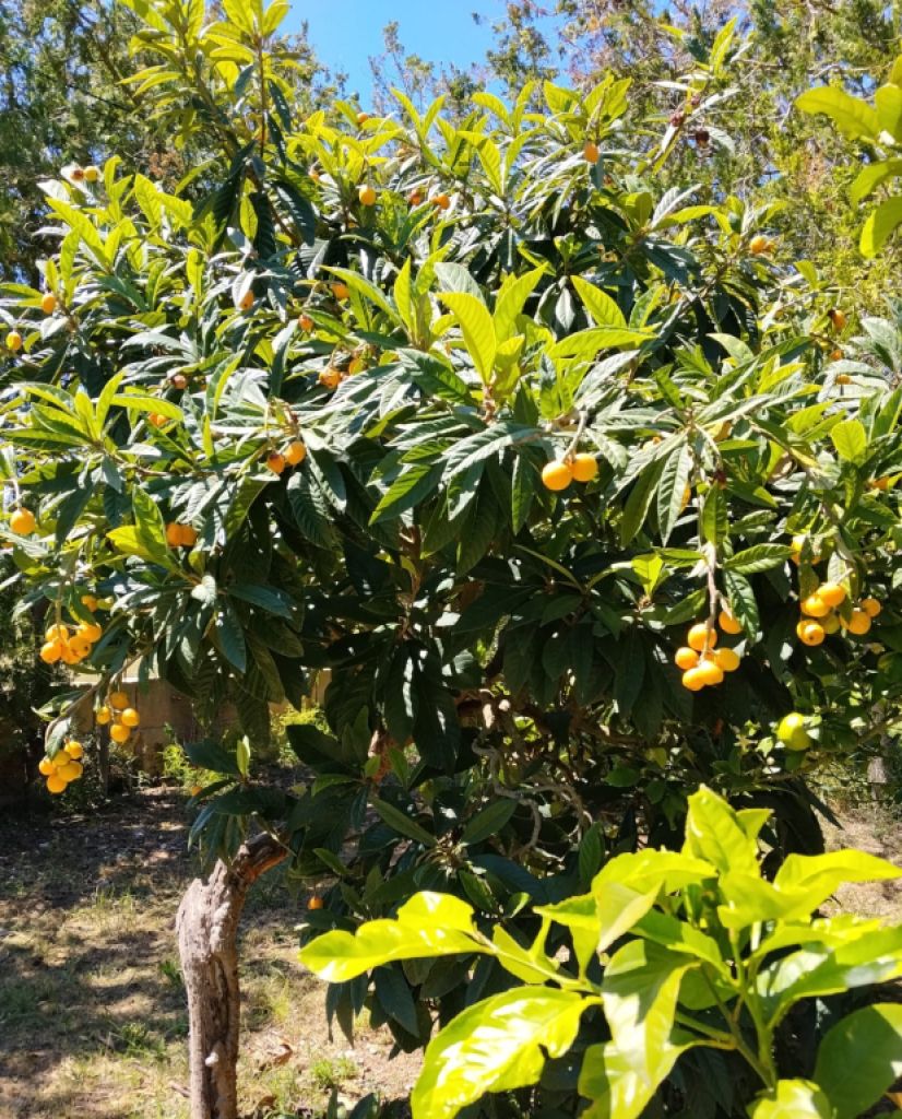 Lemons, loquats and mulberries