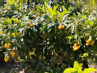 Lemons, loquats and mulberries