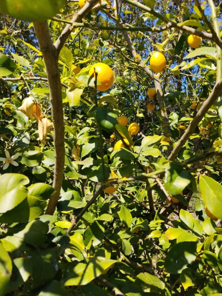 Lemons, loquats and mulberries