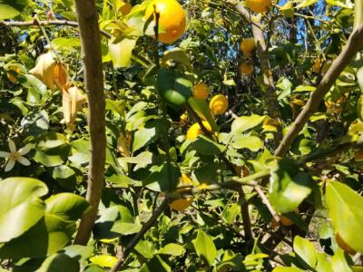 Lemons, loquats and mulberries