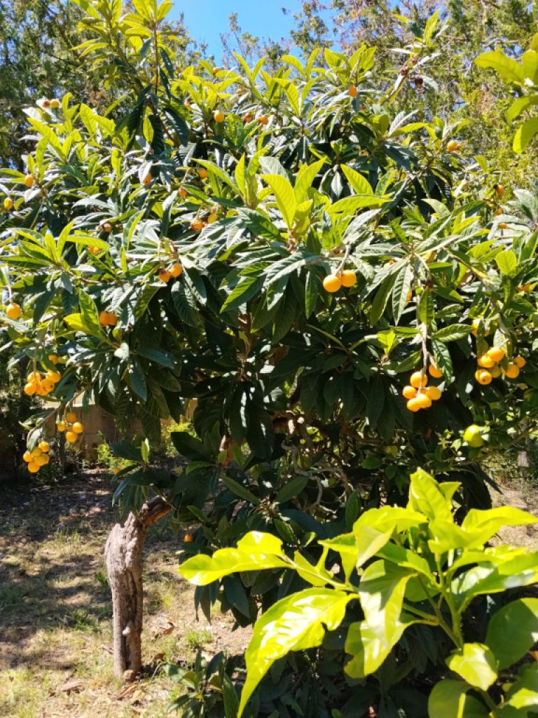 Lemons, loquats and mulberries