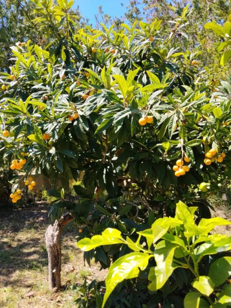 Lemons, loquats and mulberries