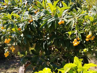 Lemons, loquats and mulberries