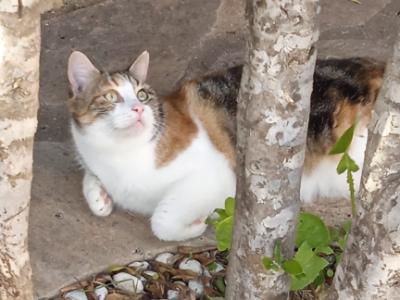 zuverlässige Katzenbetreuung für 7-10 Tage im Monat in der Cala Romantica gesucht