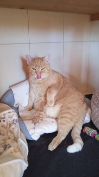 zuverlässige Katzenbetreuung für 7-10 Tage im Monat in der Cala Romantica gesucht