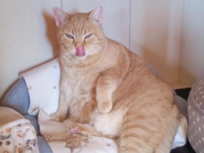 zuverlässige Katzenbetreuung für 7-10 Tage im Monat in der Cala Romantica gesucht