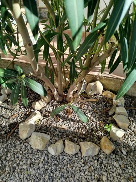 Dos arbustos de adelfa con flores blancas